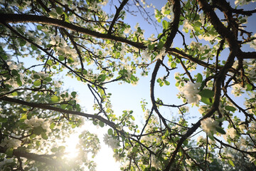 blooming apple orchard spring background branches trees flowers nature