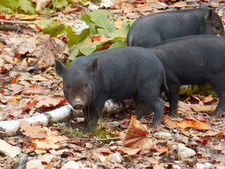 Wild boar in the autumn forest.