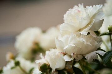 Bush of white Paeonia lactiflora. Peony flowers in the garden, beautiful natural background with space to copy. High quality photo