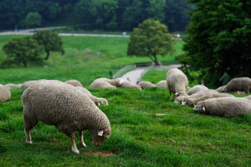 Obraz premium The sheep that eats grass at Daegwallyeong sheep ranch in Pyeongchang, Gangwon-do