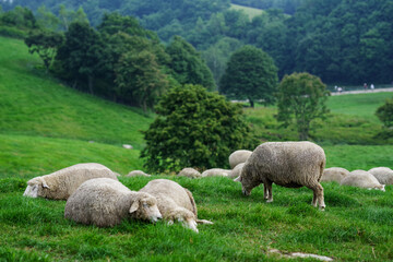 Obraz premium The sheep that eats grass at Daegwallyeong sheep ranch in Pyeongchang, Gangwon-do
