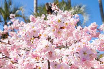 春の綺麗な桜