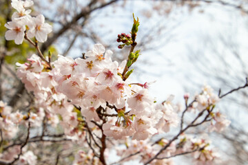 春の綺麗な桜