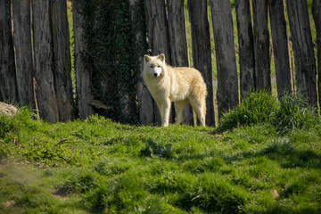 Fototapeta na wymiar view of an arctic wolf in a park