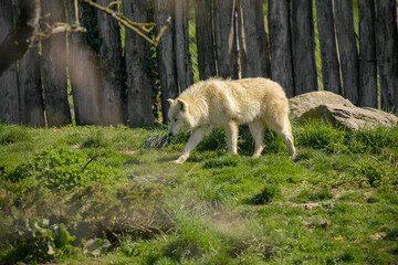 Obraz premium view of an arctic wolf in a park