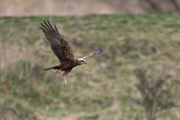 Western marsh harrier (Circus aeruginosus) flying