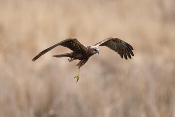 Western marsh harrier (Circus aeruginosus) in flight spread wings