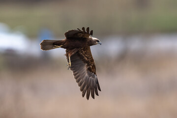 Western marsh harrier (Circus aeruginosus) in flight
