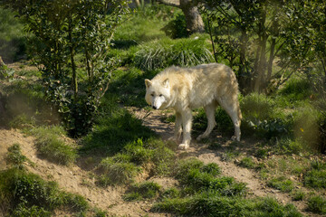 view of an arctic wolf in a park