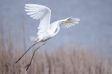 Great egret Ardea alba in flight spread wings taking off lake - obrazy, fototapety, plakaty