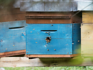 Close up of flying bees. Wooden beehive and bees.