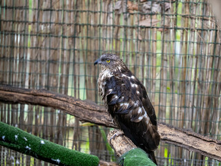 n immature European honey buzzard (Pernis apivorus) rescued and resting in a wildlife rescue center. Perched and trying to recover from its wounds.