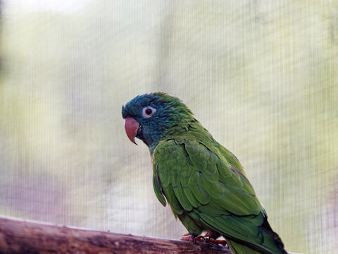 The blue-crowned parakeet (Thectocercus acuticaudatus), blue-crowned conure, or sharp-tailed conure hanging on the aviary netting