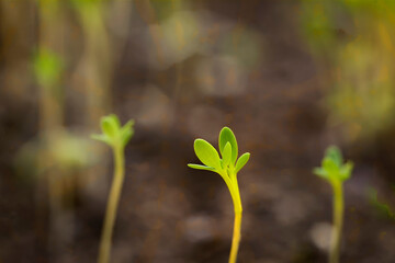 Macro shot of coriander sprout