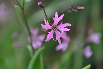 雨に濡れたカッコウセンノウ