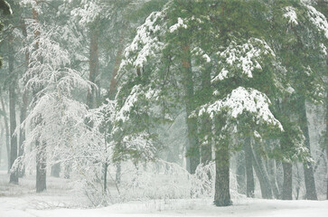winter forest in the snow with pines and firs and falling snow