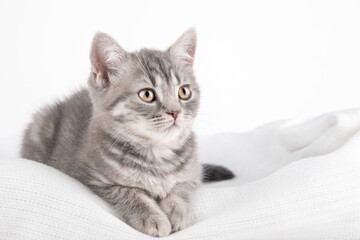 Fototapeta na wymiar Scottish gray kitten with yellow eyes sits on a gray background