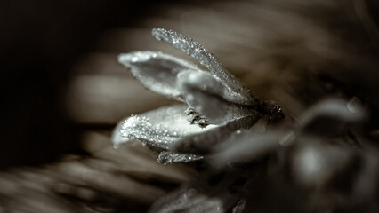 Artistic and moody photo of beautiful flowers