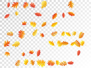 Oak, maple, wild ash rowan leaves vector, autumn foliage on transparent background.