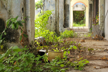 Ruins of an old sidewalk overgrown with green plants in the heritage town of Jalan Papan in Ipoh in...