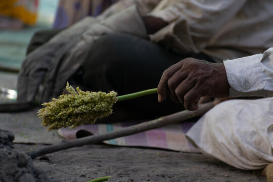 Hand of a person, farmer, labour, worker holding jowar crop at hurda party to roast and eat in winters with jaggery, shenga chutney, coconut. Bajra, grain, cooking, farm, poverty, maharashtra, india.