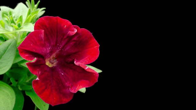 Time lapse of beautiful red petunia flower blooming, black background. close-up. 4K UHD video