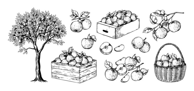 Apples in basket. Hand drawn engraving of garden fruits in piles. Orchard sketch. Plant branches. Juicy slices. Boxes with organic crop. Natural harvest. Vector botanical elements set