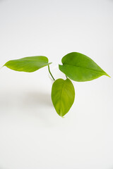 a young sprout of a monstera flower with small leaves in a disposable cup on a white background. houseplants for the house.