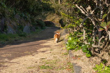 草むらで暮らす野良猫
