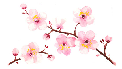 Cherry Blossoms on white background