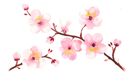 Naklejka premium Cherry Blossoms on white background