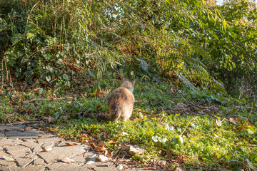 Fototapeta premium 草むらで暮らす野良猫