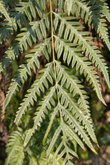 緑の葉っぱのテクスチャ