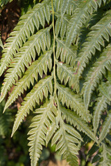 緑の葉っぱのテクスチャ