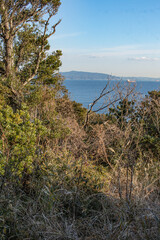 森から眺める海