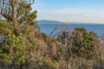 森から眺める海