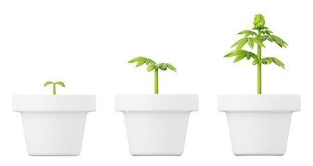 Growing cannabis plants in pots. Medical marijuana gardening farm concept 3D style isolated illustration.