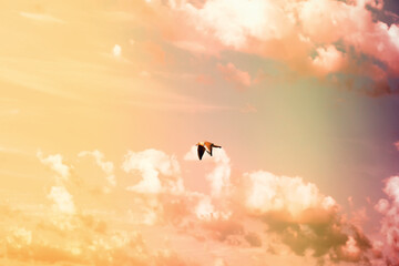 Obraz na płótnie Canvas Sky landscape with clouds in pastel colors