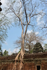 Fototapeta premium tree with massive roots in the Cambodia jungle - engulfing the ruins of a Khmer temple in the Angkor Wat complex
