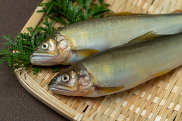新鮮な鮎