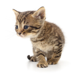 Obraz premium Kitten on white background.