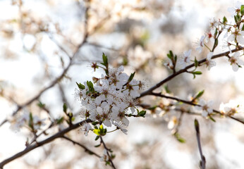 Blooming tree in spring with shallow depth of field

