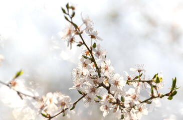 Blooming tree in spring with shallow depth of field