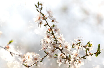 Blooming tree in spring with shallow depth of field

