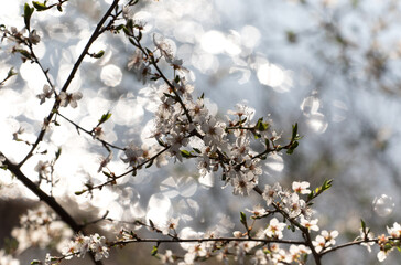 Blooming tree in spring with shallow depth of field

