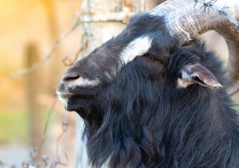 Close up of a half face portrait of a goat with horns behind the fence