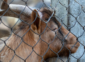 Close up of a half face portrait of a goat with horns behind the fence