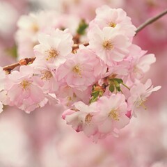 Spring time. Beautiful flowering tree. Spring in nature and colorful background. Japanese cherry - Sakura.