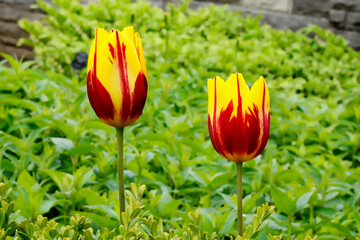 Triumph of Ravana Tulip in Botanical Garden of Canada Burlington