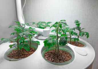 Growing tomatoes indoors. Aeroponics and hydroponics are eco-friendly. Installation for growing plants anywhere. Greening technologies for home and space. Sprouts in pots under a lamp